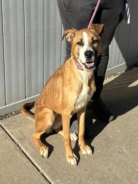 Shelter Stray Female Dog last seen Near BLOCK SAINT ANDREWS CHURCH RD, 3528 Newburg Rd, Louisville, KY 40218, USA