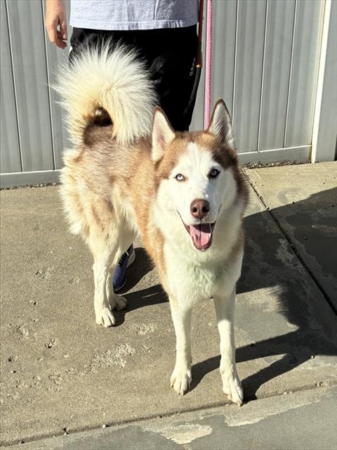 Shelter Stray Male Dog last seen Near BLOCK BILLTOWN RD, 3528 Newburg Rd, Louisville, KY 40218, USA