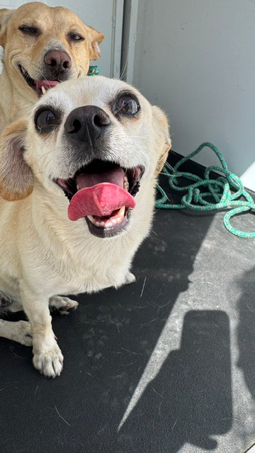 Shelter Stray Female Dog last seen Near BLK STINE RD, BAKERSFIELD, CA, 201 S Mt Vernon Ave, Bakersfield, CA 93307, USA