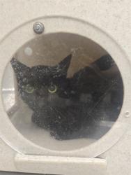 Shelter Stray Female Cat last seen BIRDSONG/TEAL, 6443 Oak Canyon, Irvine, CA 92618, USA