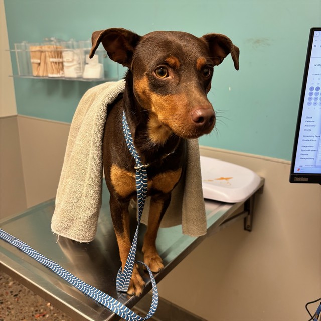 Shelter Stray Male Dog last seen Near BLOCK E LARKSPUR DR, 5501 E Van Buren St, Phoenix, AZ 85008, USA