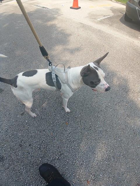 Shelter Stray Male Dog last seen Near BLOCK W STATE RD 84 DAVIE,FL 33325, 2400 SW 42nd St, Fort Lauderdale, FL 33312, USA