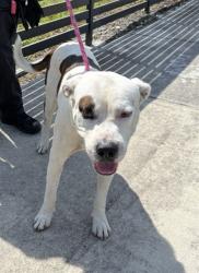 Shelter Stray Male Dog last seen Near BLOCK NW 64TH ST, 3599 NW 79th Ave, Doral, FL 33122, USA
