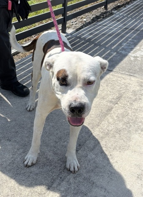 Shelter Stray Male Dog last seen Near BLOCK NW 64TH ST, 3599 NW 79th Ave, Doral, FL 33122, USA