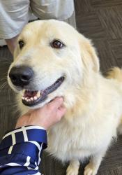 Shelter Stray Female Dog last seen E DIXON BLVD, SHELBY, NC 28150, 1601 Airport Rd, Shelby, NC 28150, USA