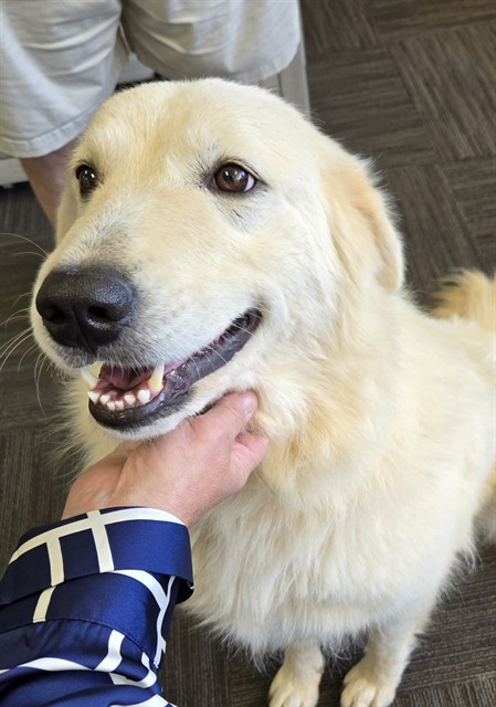 Shelter Stray Female Dog last seen E DIXON BLVD, SHELBY, NC 28150, 1601 Airport Rd, Shelby, NC 28150, USA