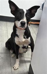 Shelter Stray Female Dog last seen Near BLOCK MILLER ST, BODFISH CA 93205, 3951 Fruitvale Ave, Bakersfield, CA 93308, USA