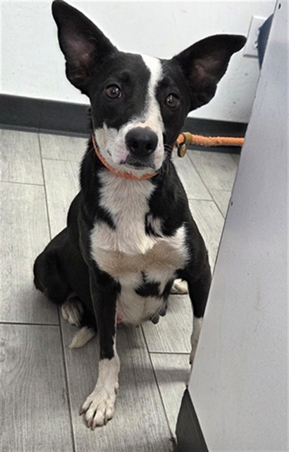 Shelter Stray Female Dog last seen Near BLOCK MILLER ST, BODFISH CA 93205, 3951 Fruitvale Ave, Bakersfield, CA 93308, USA