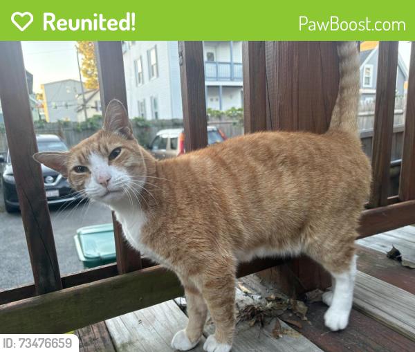 Reunited Male Cat last seen Between Chatham and Empire on Timson, Lynn, MA 01902