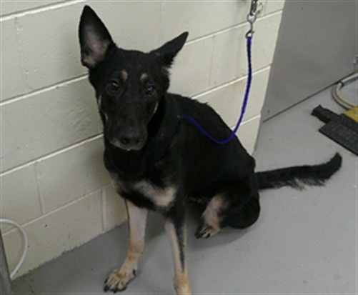 Shelter Stray Female Dog last seen , 232 Eslinger Way, Sanford, FL 32773, USA