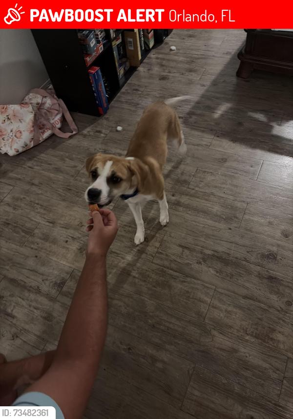 Lost Female Dog last seen Last seen around the corner of Alafya and Waterford Lakes Parkway, Orlando, FL 32825