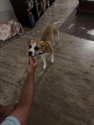 Lost Female Dog last seen Last seen around the corner of Alafya and Waterford Lakes Parkway, Orlando, FL 32825