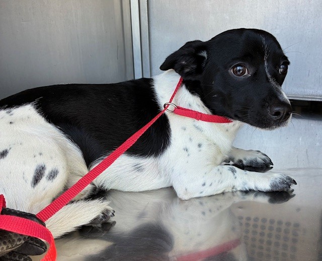 Shelter Stray Male Dog last seen W CAMPBELL AVE AND N 22ND DR, 2500 S 27th Ave, Phoenix, AZ 85009, USA