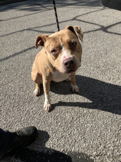 Shelter Stray Female Dog last seen Near BLOCK E ORME ST, WICHITA KS 67218, 3303 N Hillside St, Wichita, KS 67219, USA