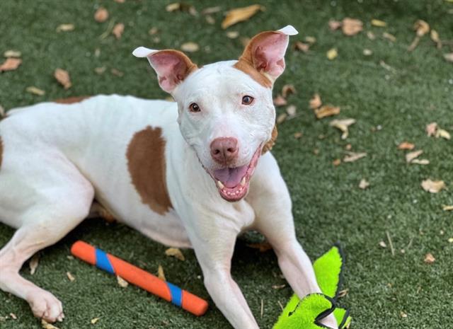 Shelter Stray Female Dog last seen CHARLOTTE, 8315 Byrum Dr, Charlotte, NC 28217, USA