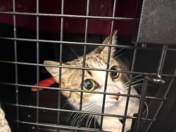 Shelter Stray Female Cat last seen CHARLOTTE, 8315 Byrum Dr, Charlotte, NC 28217, USA
