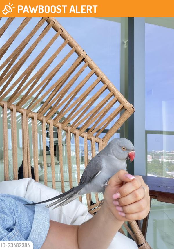 Found/Stray Unknown Bird last seen Oasis fit, Hallandale Beach, FL 33009