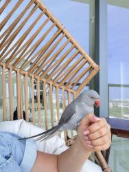 Found/Stray Unknown Bird last seen Oasis fit, Hallandale Beach, FL 33009