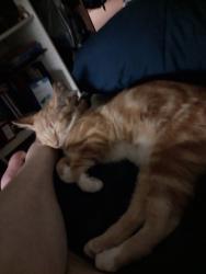 Lost Male Cat last seen Kreeger Farm Rd, Tobaccoville, NC 27050