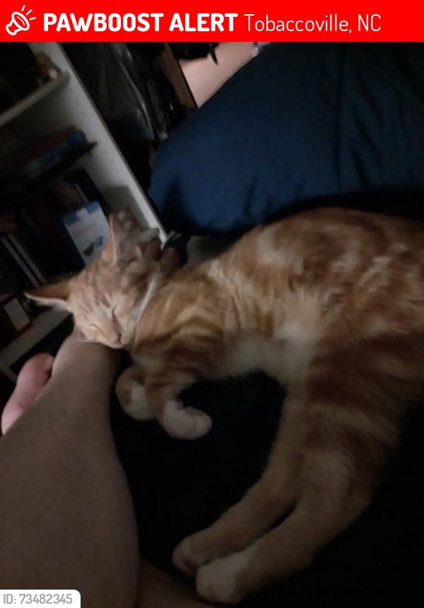 Lost Male Cat last seen Kreeger Farm Rd, Tobaccoville, NC 27050