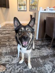 Found/Stray Unknown Dog last seen Allora Gainesville, Gainesville, GA 30501