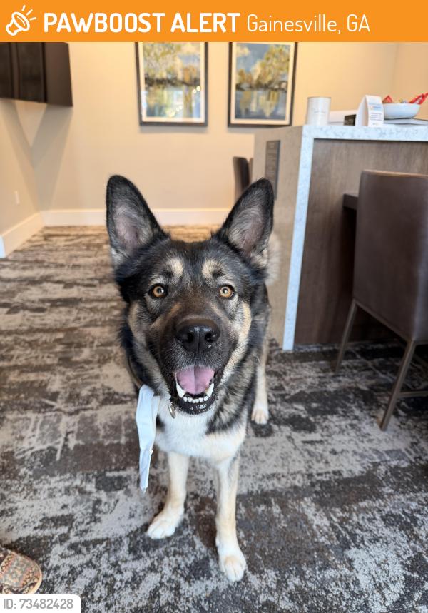 Found/Stray Unknown Dog last seen Allora Gainesville, Gainesville, GA 30501