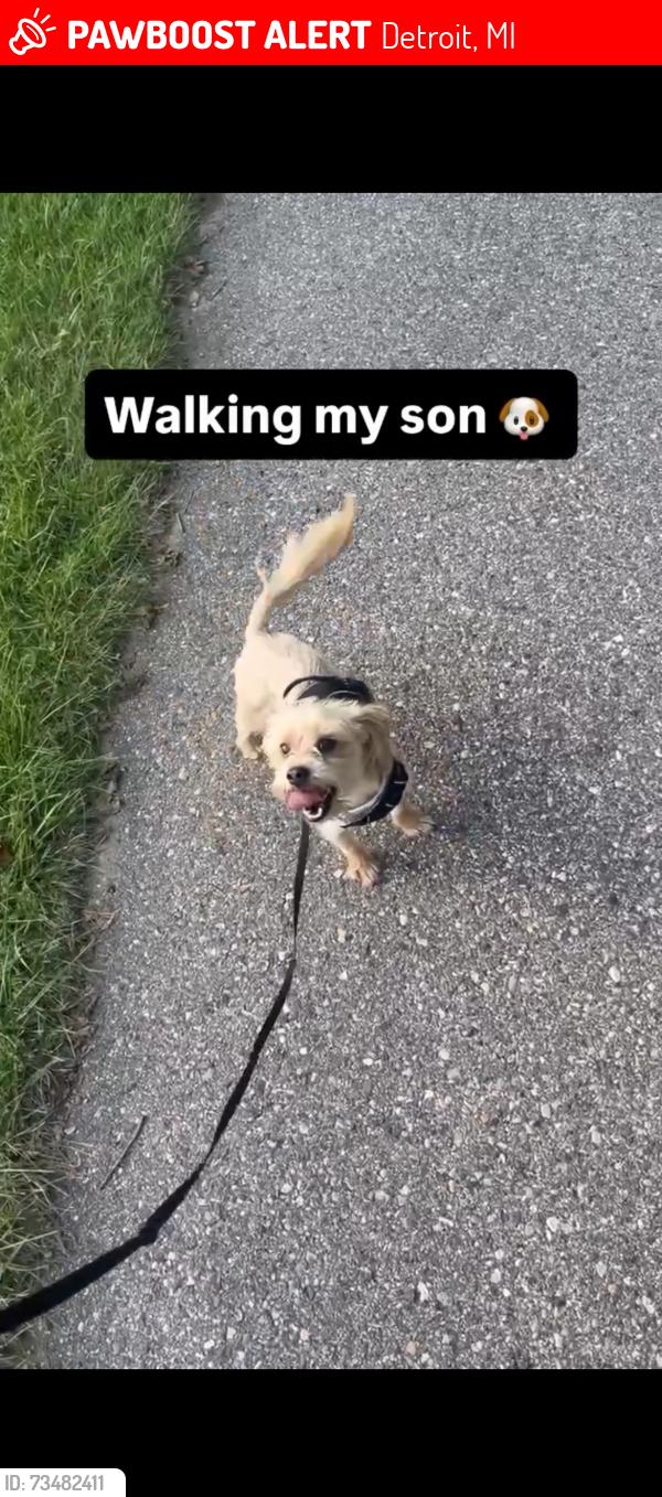 Lost Male Dog last seen Morang off 7 mile, Detroit, MI 48224
