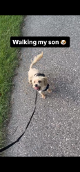 Lost Male Dog last seen Morang off 7 mile, Detroit, MI 48224