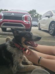 Reunited Female Dog last seen Michigan avenue near the dollar general, Brent, FL 32505