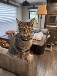 Reunited Female Cat last seen Edgewood Ave & Boundary Street, Anderson, SC 29625