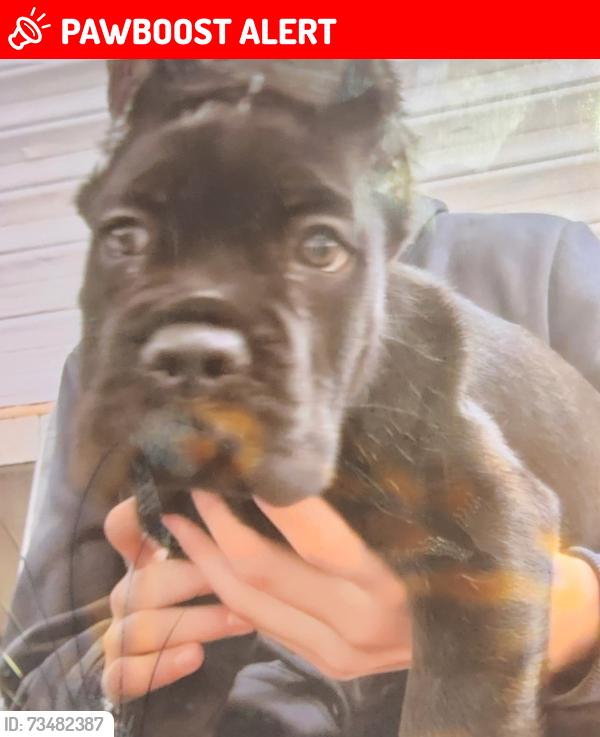 Lost Male Dog last seen Condado de Sayavedra 107, Ciudad López Mateos, Méx. 52938