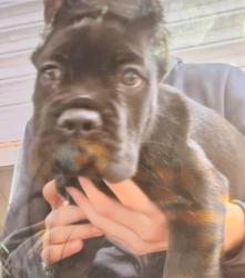 Lost Male Dog last seen Condado de Sayavedra 107, Ciudad López Mateos, Méx. 52938