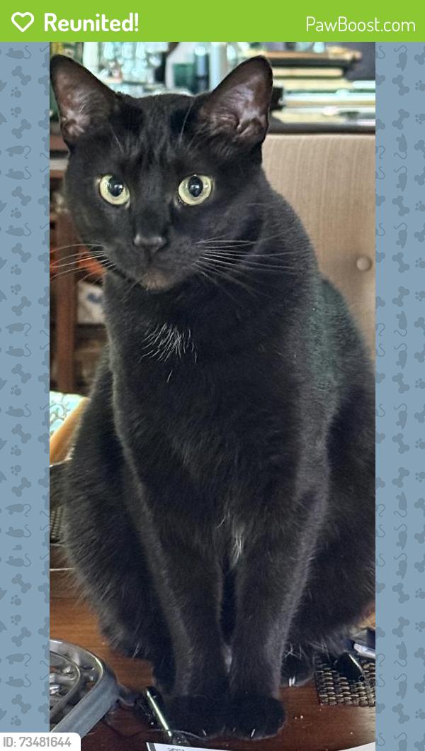 Reunited Female Cat last seen Wildwood/Lehigh/Jean, Chicago, IL 60646