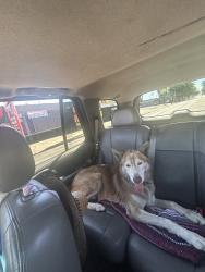 Found/Stray Male Dog last seen Figuero and Florence Ave, Los Angeles, CA 90044