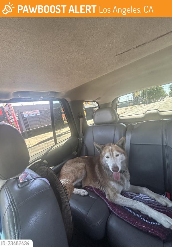 Found/Stray Male Dog last seen Figuero and Florence Ave, Los Angeles, CA 90044