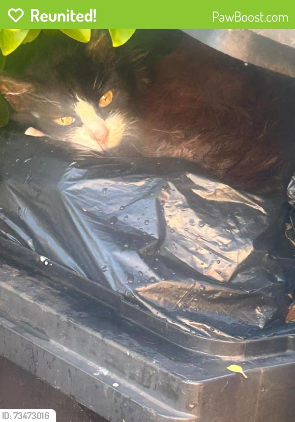 Reunited Female Cat last seen Sharrow Grove, Blackpool, England FY1 5NG