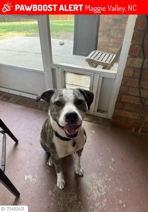 Lost Male Dog last seen Black Cmap Gap Road - Soco across from old grey Hare fruit stand, Maggie Valley, NC 28751