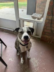 Lost Male Dog last seen Black Cmap Gap Road - Soco across from old grey Hare fruit stand, Maggie Valley, NC 28751