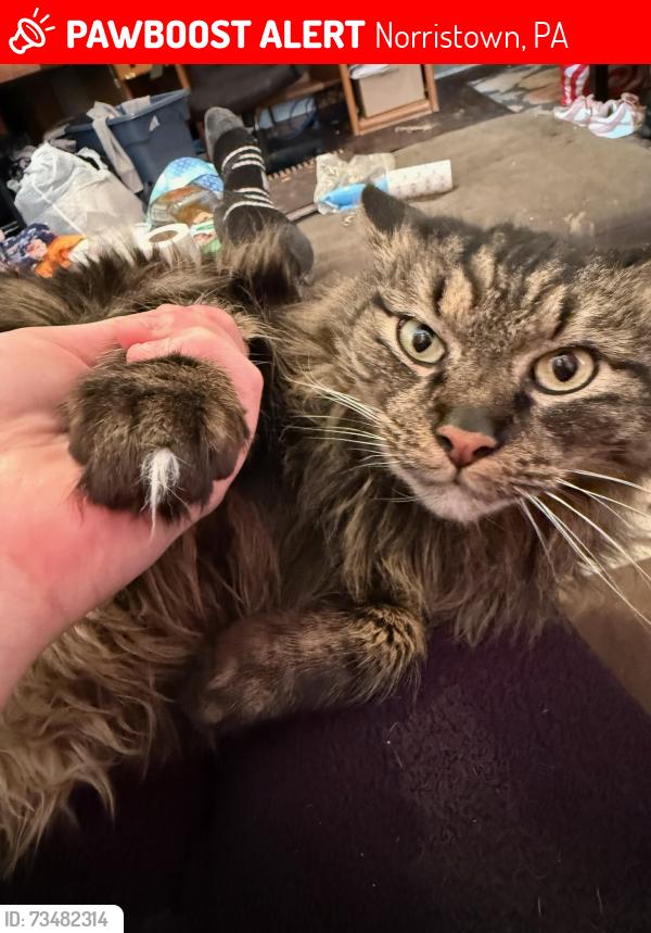 Lost Male Cat last seen Elm st and Swede st, Norristown, PA 19401