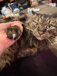 Lost Male Cat last seen Elm st and Swede st, Norristown, PA 19401