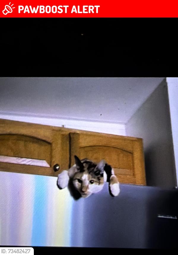 Lost Female Cat last seen Angel rd and comstock rd, Greenfield Center, NY 12833