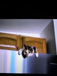 Lost Female Cat last seen Angel rd and comstock rd, Greenfield Center, NY 12833