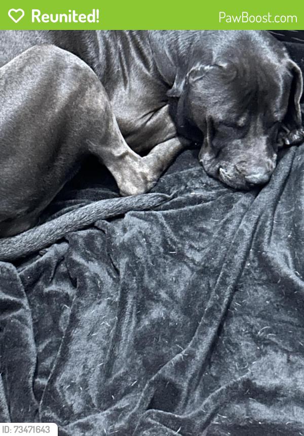 Reunited Female Dog last seen Cortelyou road, Brooklyn, NY 11218