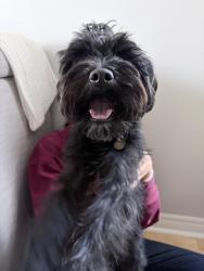 Found/Stray Unknown Dog last seen Rachel Cres & Rodick Road, Markham, ON 