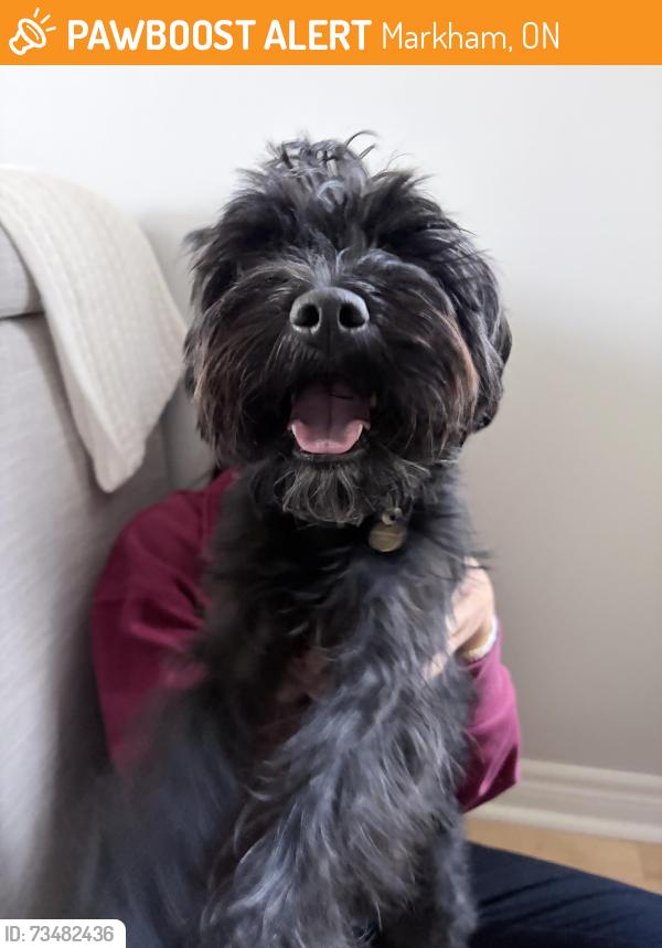 Found/Stray Unknown Dog last seen Rachel Cres & Rodick Road, Markham, ON 