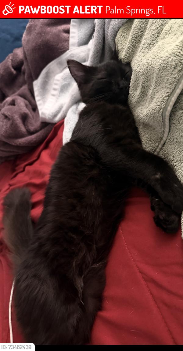 Lost Female Cat last seen Carol ave, Palm Springs, FL 33461