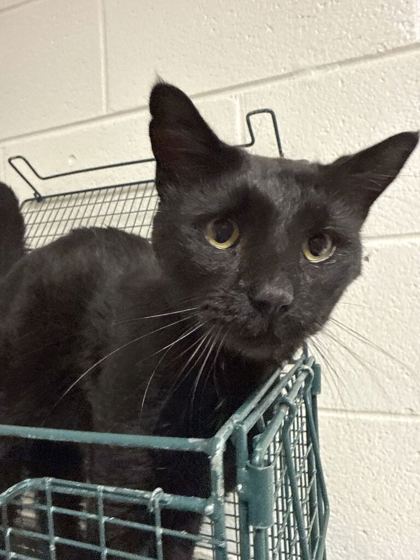 Shelter Stray Male Cat last seen Near Hoitt Ave, Knox County GP, TN, 3201 Division St, Knoxville, TN 37919, USA