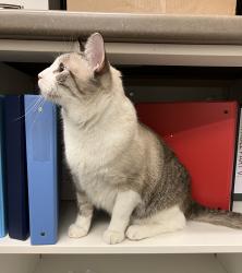 Found/Stray Unknown Cat last seen Powell at Princess, Vancouver, BC V6A 1H4