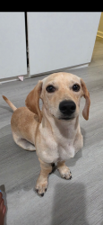 Reunited Male Dog last seen Near W Commonwealth Ave Fullerton, CA 92832 United States, Fullerton, CA 92832