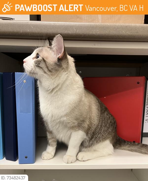 Found/Stray Unknown Cat last seen Powell at Princess, Vancouver, BC V6A 1H4